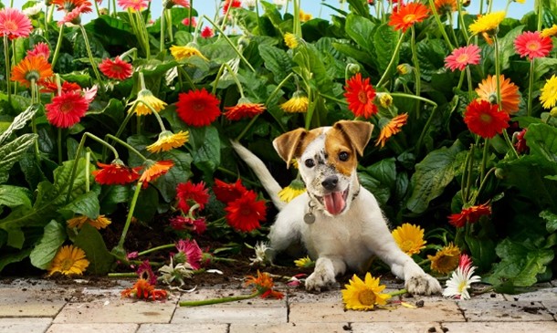 Hond bij bloemenperk