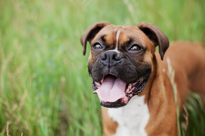 Hond Boxer