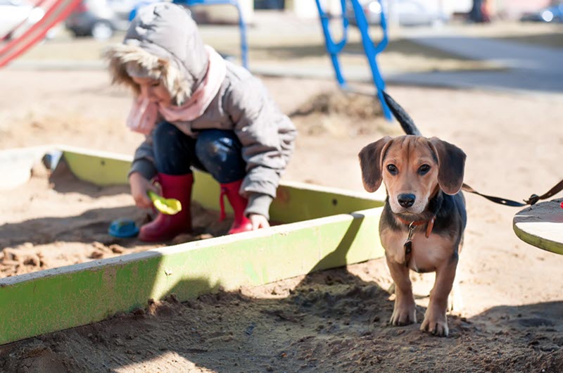 Kind en hond bij zandbak