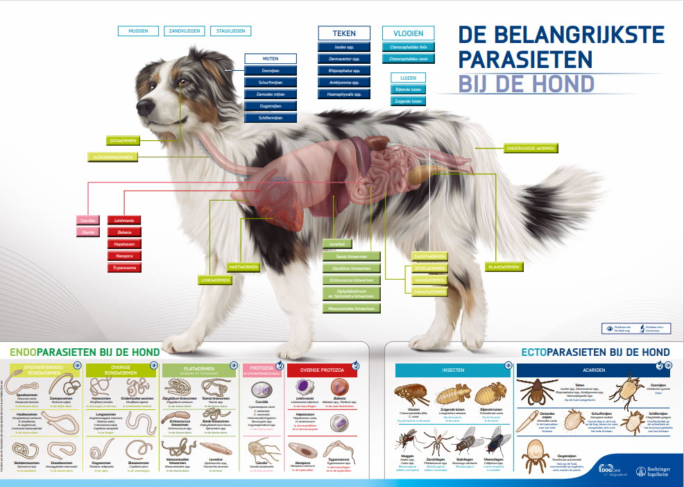 Poster Belangrijkste parasieren bij de hond