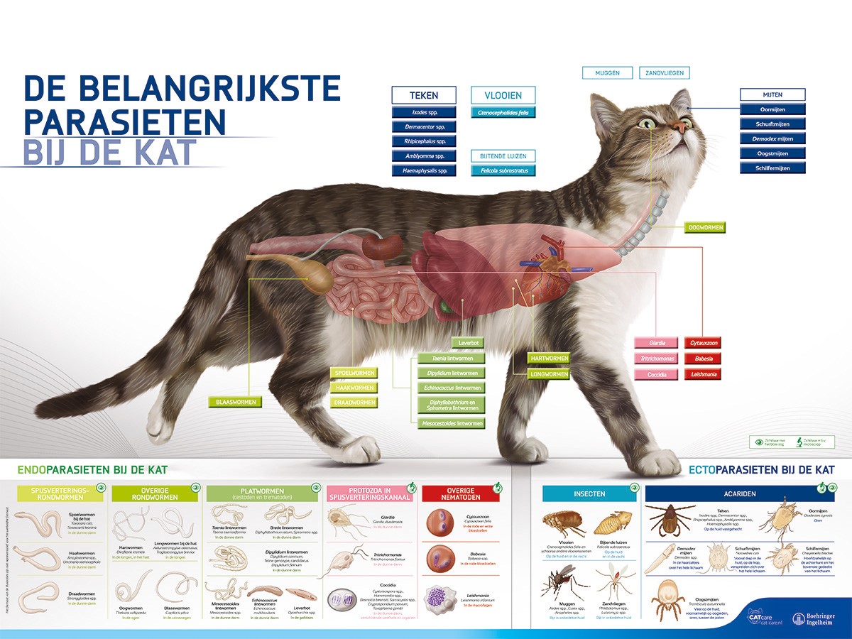 Parasieten bij de kat poster