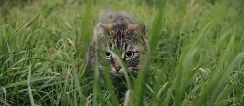 Kat sluipt door het gras