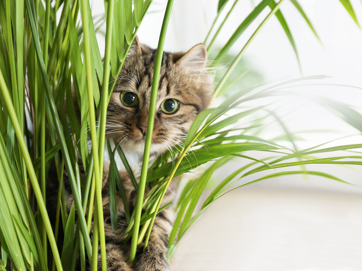 Kat tussen de planten