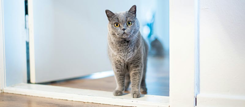Kat verkent woning