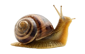Slak