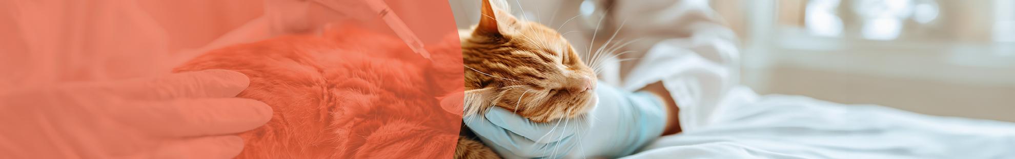 Header_Kat_Diergezondheid_Vaccineren