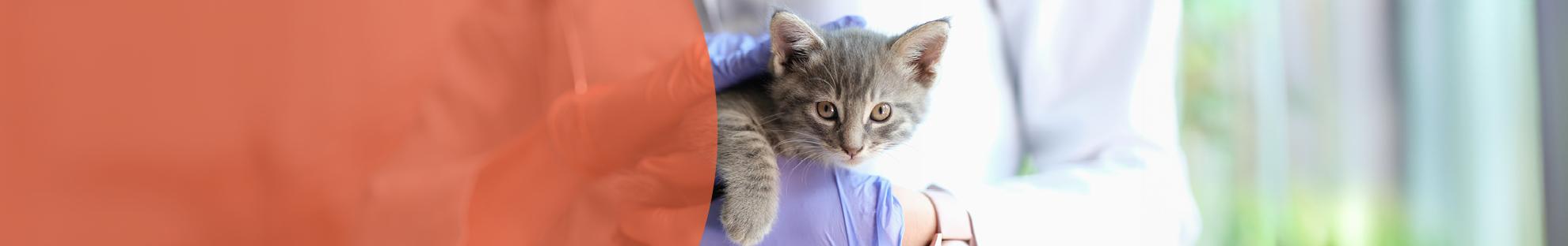 Header_LFC_Kat_Dierwelzijn_Dierenarts