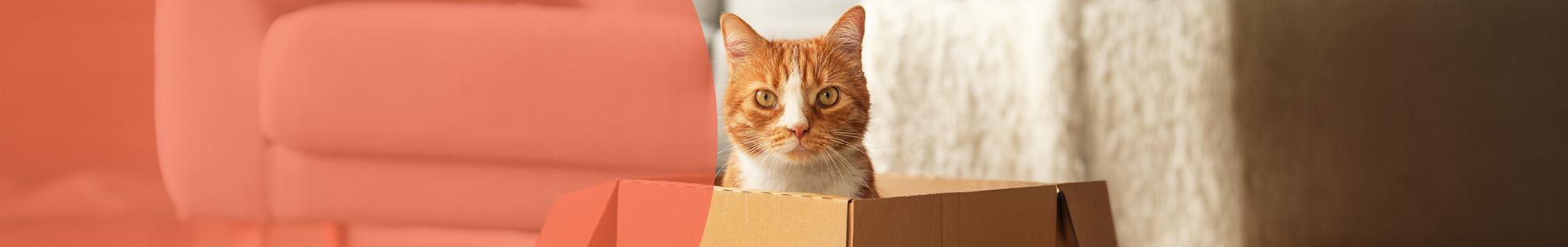Header_LFC_Kat_Dierwelzijn_Opvoeding