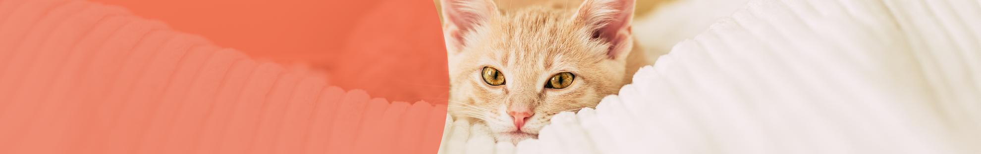 Header_LFC_Kat_Dierwelzijn_Urine opvangen