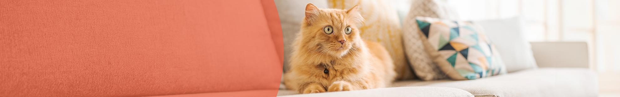 Header_LFC_Kat_Dierwelzijn_Vuurwerkangst