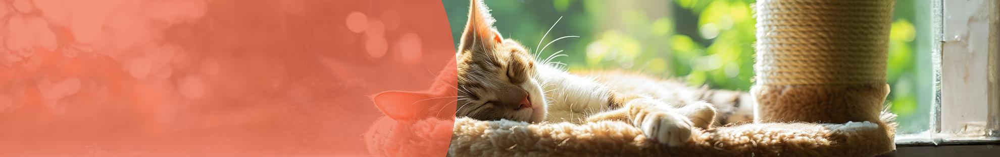 Header_LFC_Kat_Dierwelzijn_Woning