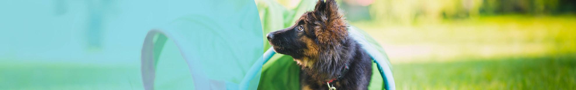 Header Hond Opvoeding