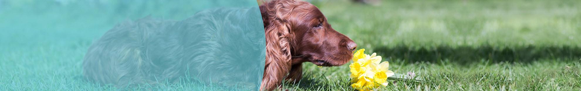 Header Hond Planten