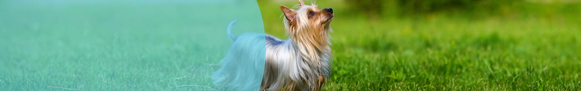 Header Hond Rassen