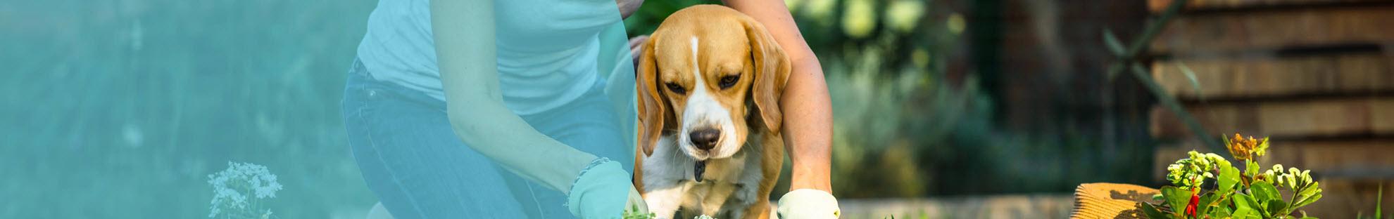 Header Hond Wormen
