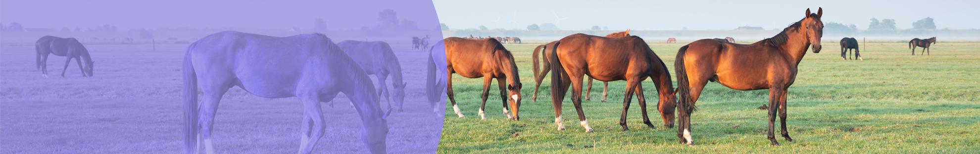 Header West Nile Virus