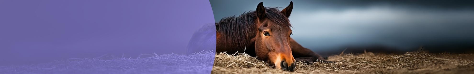 Header paardeninfluenza