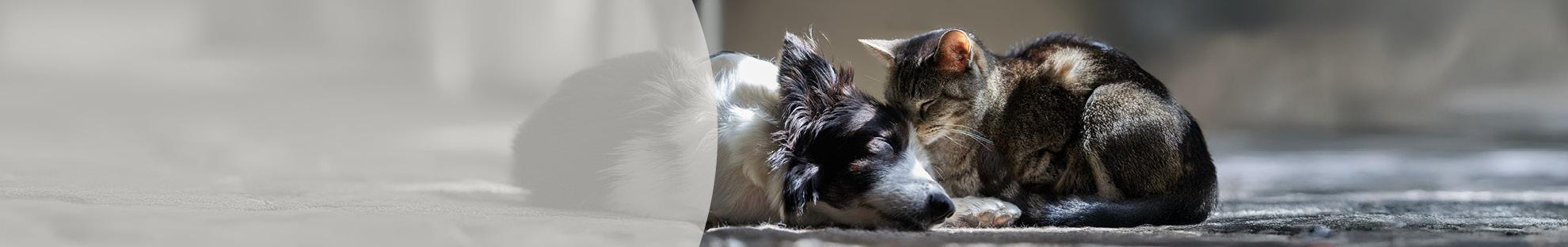 Header Wereld Diabetes dag