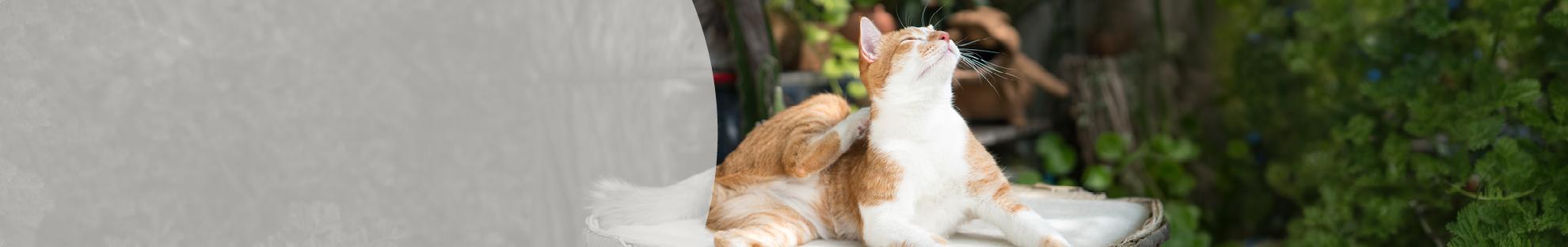 Header_LFC_Artikelen_Kattenkrabziekte