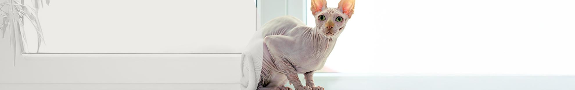 Header_LFC_Artikelen_Verboden kattenrassen