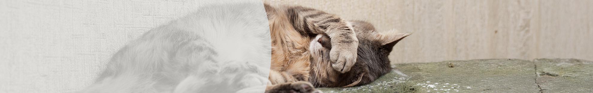 Header_LFC_Artikelen_Verboden kattenrassen_