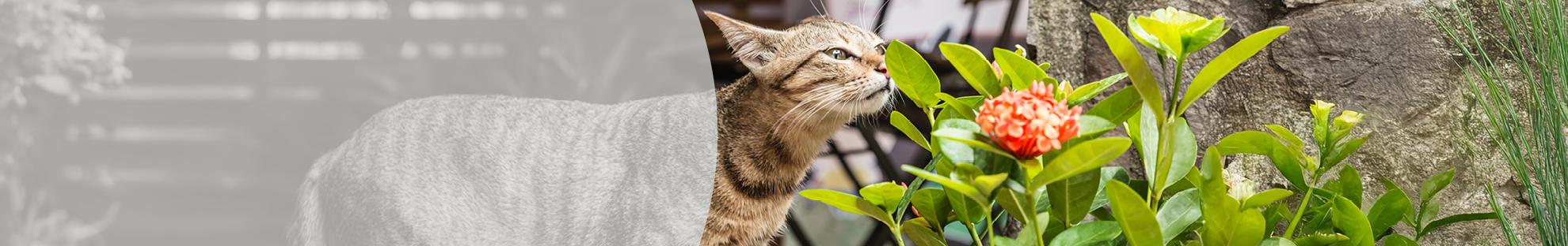 Header_LFC_Artikelen_Giftige planten