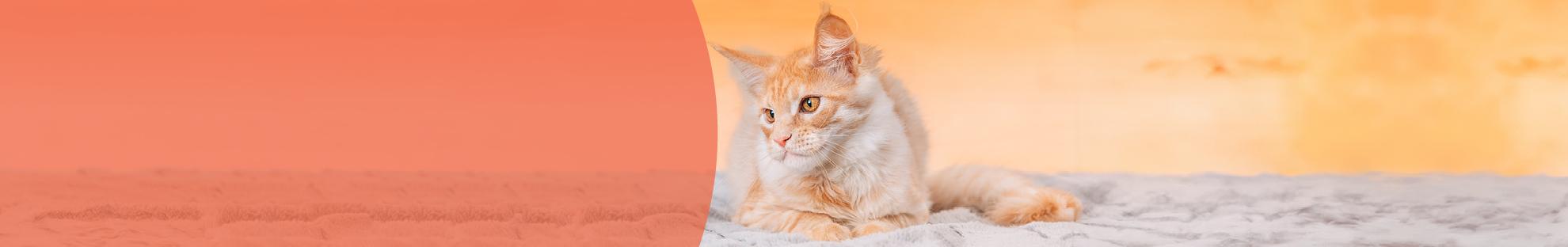 Header_LFC_Kat_Diergezondheid_Artrose