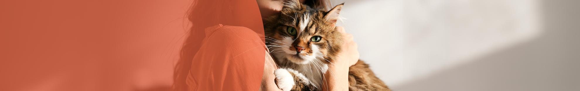 Header_LFC_Kat_Diergezondheid_Maand vd Oudere Kat