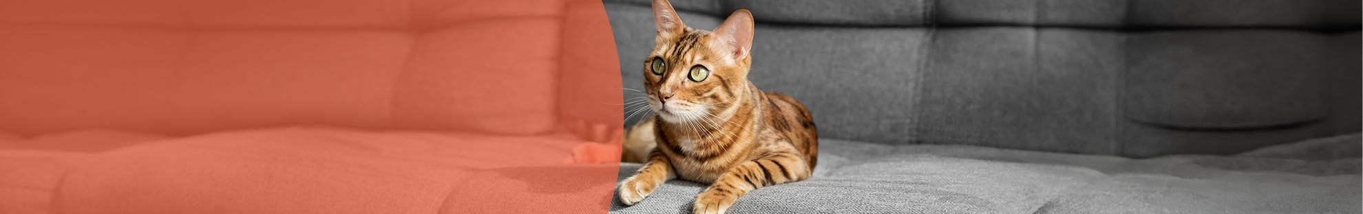 Header_LFC_Kat_Diergezondheid_Nierziekte