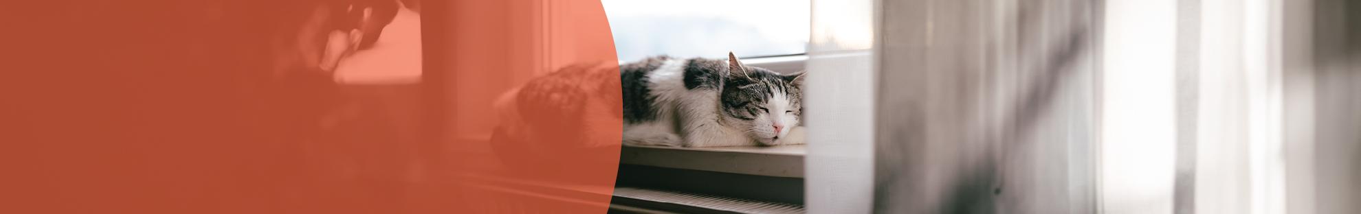 Header_LFC_Kat_Diergezondheid_Suikerziekte