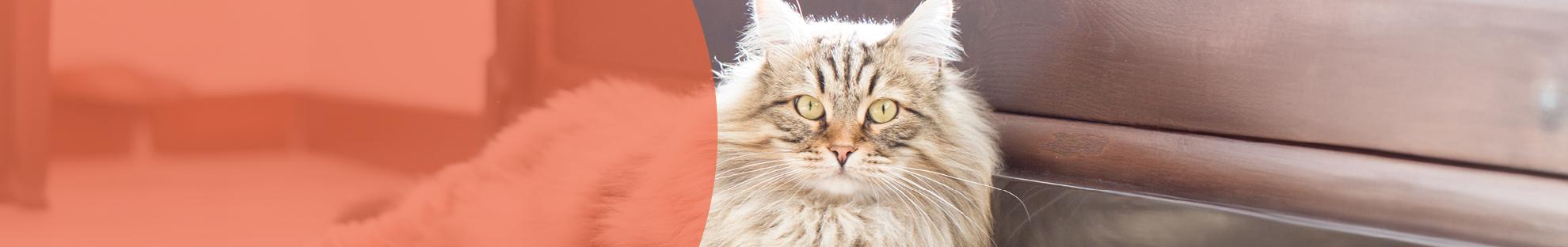 Header_LFC_Kat_Diergezondheid_Vachtverzorging