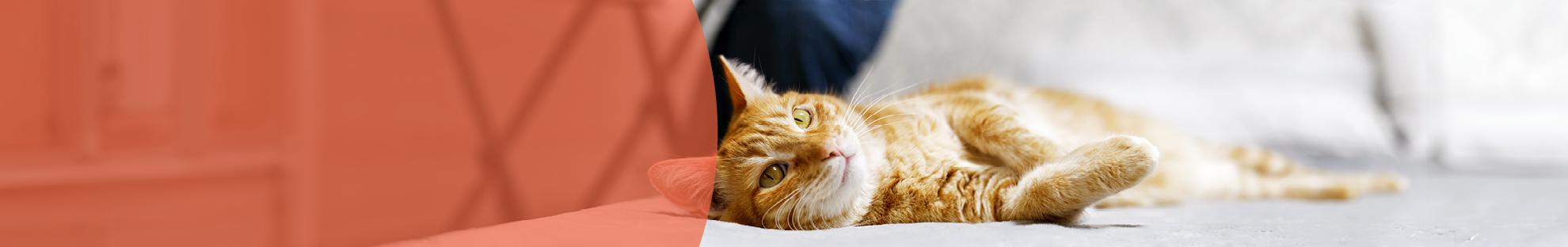 Header_LFC_Kat_Diergezondheid_Vlooien