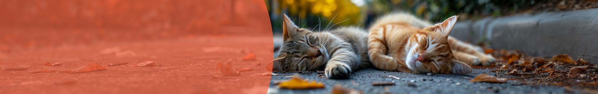Header_LFC_Kat_Diergezondheid_Wormen