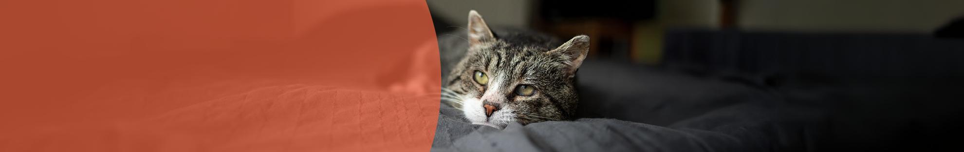 Header_LFC_Kat_Dierwelzijn_Ouderdom