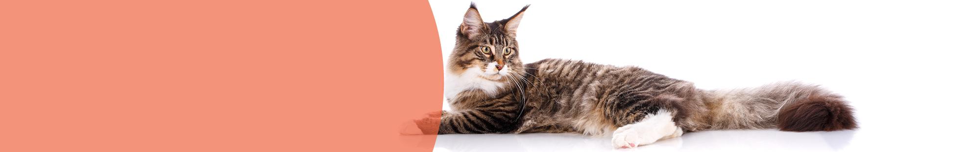 Header_LFC_Kat_Dierwelzijn_Rassen