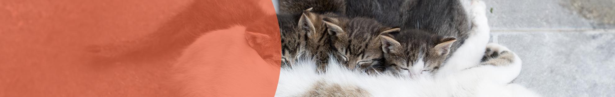 Header_LFC_Kat_Dierwelzijn_Steriliseren