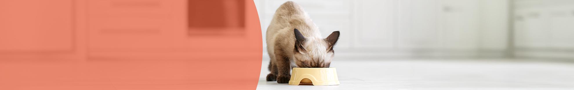 Header_LFC_Kat_Dierwelzijn_Voeding