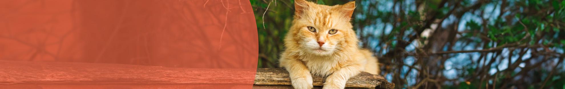 Header_LFC_Kat_Diergezondheid_MOK_Leeftijd kat