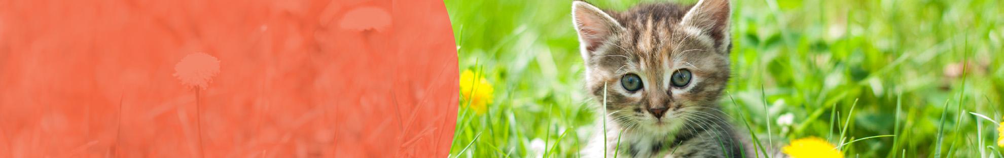 Header_LFC_Kat_Diergezondheid_Teken