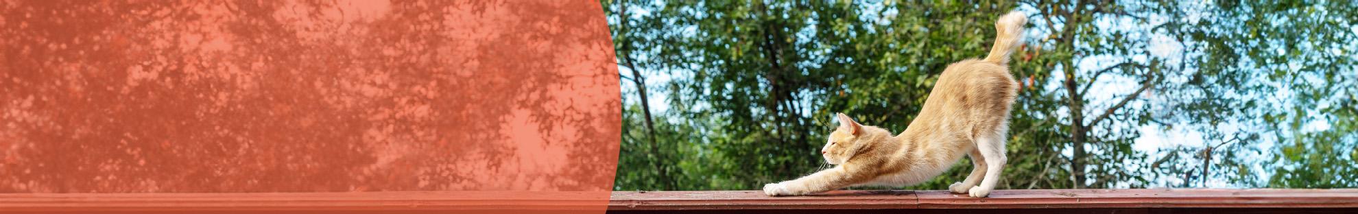 Header_LFC_Kat_Dierwelzijn_Beweging