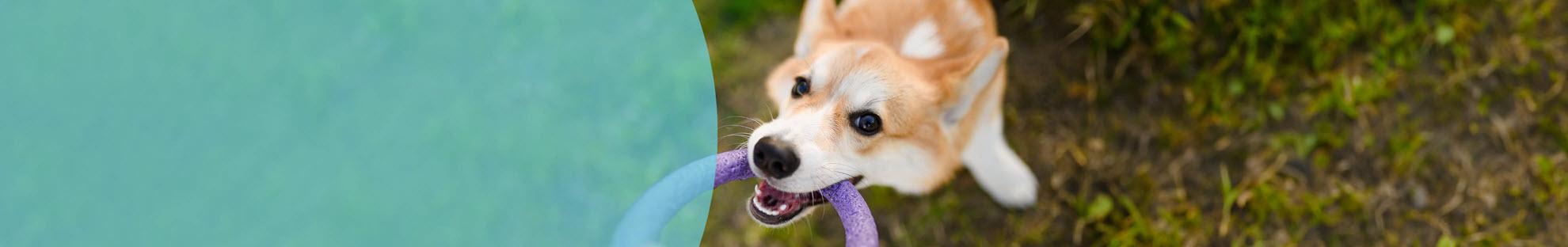 Header Hond Artrose