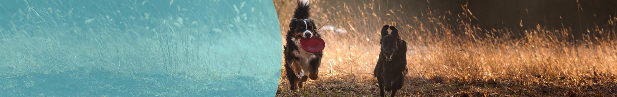 Header Hond Beweging