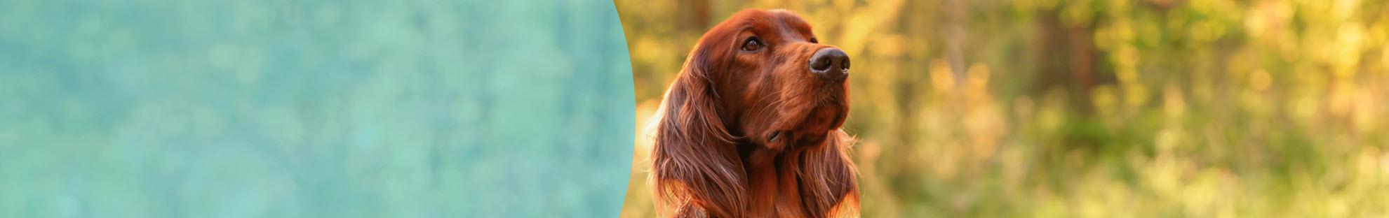 Header Hond Epilepsie