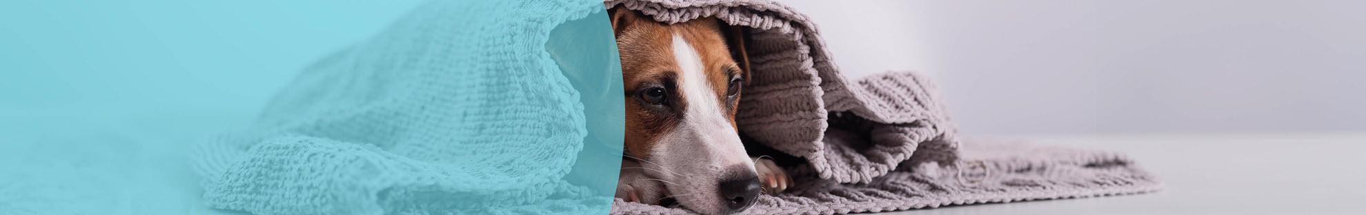 Header Hond Geluidsangst