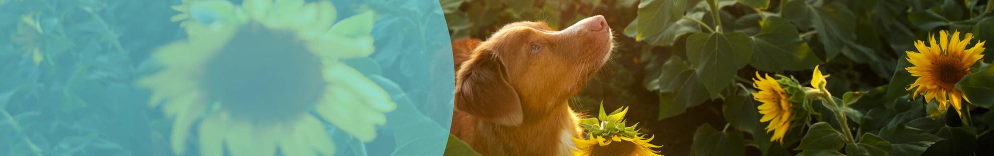 Header Hond Hartaandoening