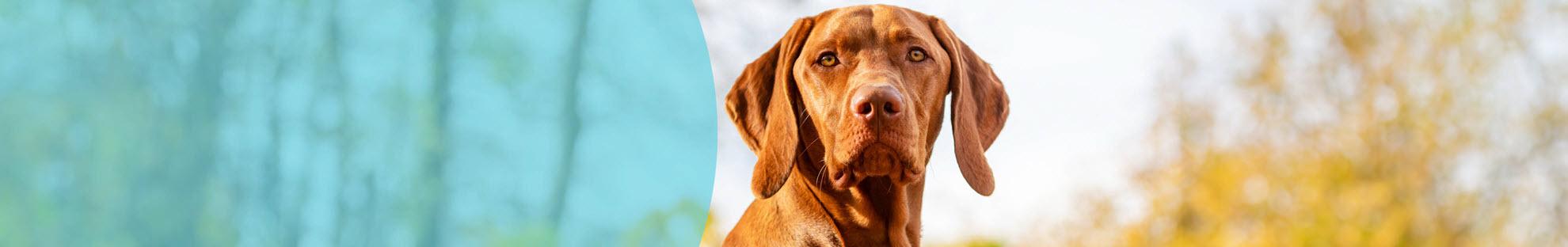 Header Hond Hondenziektes
