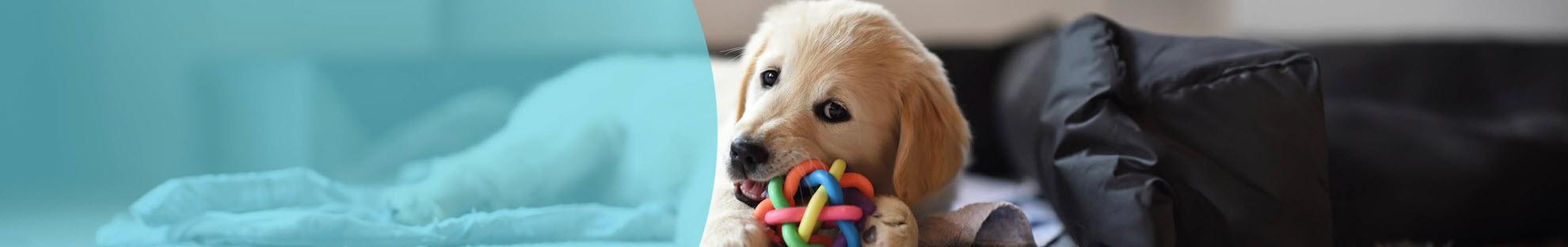 Header Hond Puppy