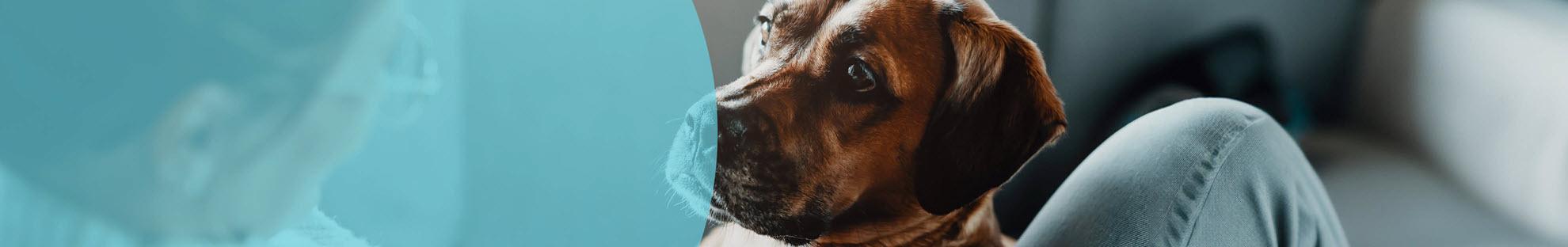 Header Hond Steriliseren