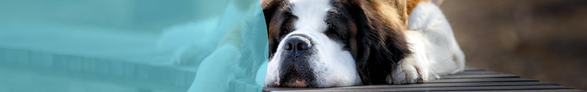 Header Hond Suikerziekte