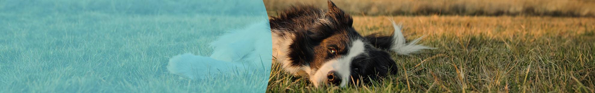 Header Hond Teken